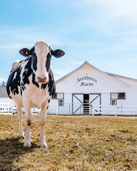 Arethusa Farm | Farm in Litchfield, CT | Dairy | Restaurant & Cafe Dairy Farm Aesthetic, Cow Farm Design, Dairy Aesthetic, Dairy Farm Design, Undeniably Dairy, Cow Milking Aesthetic, Farm With Cafe Lighta, White Cows, Sketchbook Spreads