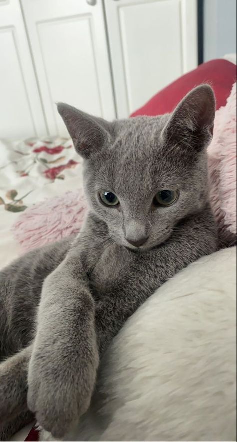 Silver Cat Aesthetic, Russian Blue Cat Kittens, Russian Blue Cat Aesthetic, Russian Grey Cat, Russian Blue Kitten, Russian Cat, Wallpaper Cat, Russian Blue Cat, Gray Cat