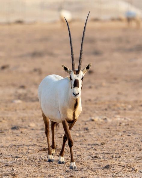 Arabian Oryx: Is It Currently Endangered? 1 Desert Habitat, Arabian Oryx, In The Zoo, Endangered Animals, All About Animals, Photography Love, Wildlife Conservation, Wildlife Animals, Hyena