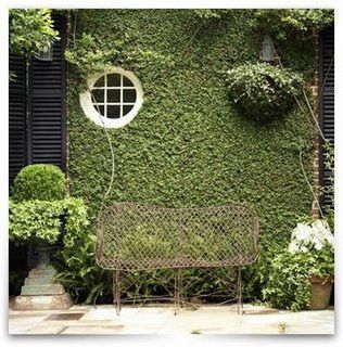 Emily Followill creeping fig by Mudrick, via Flickr Manor Backyard, Wall Vines, Wall Climbing Plants, Environmental Branding, Vining Plants, Creepers Plants, Creeping Fig, Garden Areas, Office Idea