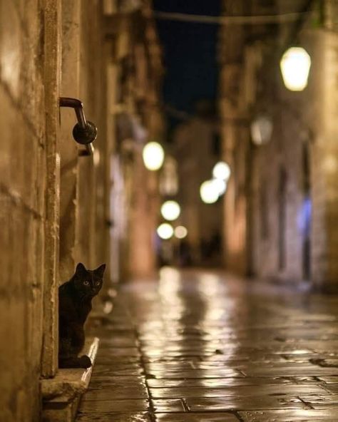 Street Cat Photography, Night Street Photography, Photography Cat, Street Cat, Night Street, Hidden Beauty, Dubrovnik Croatia, Cat Photography, Stray Cat