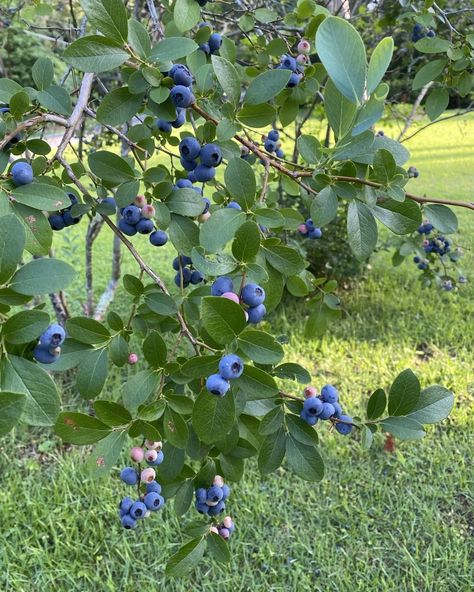 One of my joys living in North Florida. Our blueberry bushes are full and ready for harvest. France Winter, Blueberry Farm, Blueberry Plant, Blueberry Season, Berry Bushes, Blueberry Bushes, Blue Berry, North Florida, Yummy Comfort Food