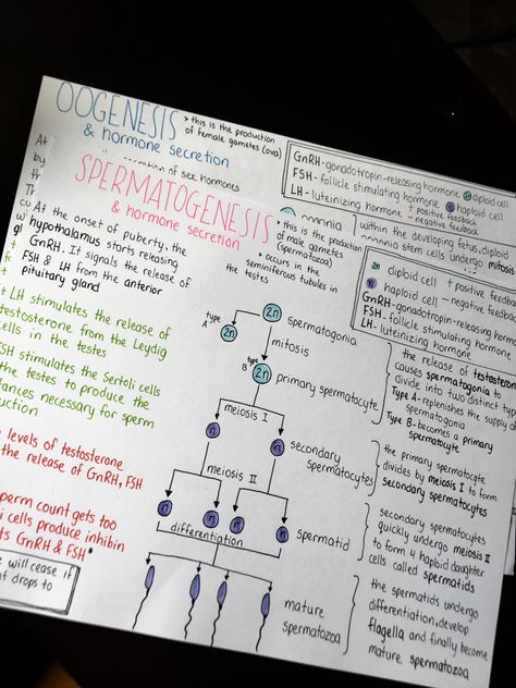 Reproduction Notes Aesthetic, Life Science Grade 12 Notes, Spermatogenesis Notes, English Notes Aesthetic, Science Notes Aesthetic, Formula Sheet, Bio Notes, Learn Biology, English Notes