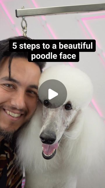 64K views · 7.4K likes | Nathan Austin on Instagram: "A poodle face is iconic, the long snoot, the velvet feel, the big topknot, what more can I say? These are my steps to getting the perfect poodle face, and as always make sure you use the blade most appropriate for the poodle your working on. Coco has great coat and skin and gets a #40 blade. #andisgrooming #utsumigrooming #groomer #cuddlesapp #petsylist #poodle" Corte French Poodle, Poodle Miami Clip, Poodle Face Grooming, Poodle Cuts Pet Grooming, Poodle Summer Cut, Short Poodle Haircut, Poodle Grooming Styles, Standard Poodle Haircut Styles, Standard Poodle Cuts