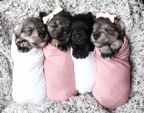 Puppy Newborn Photoshoot Announcement Miniature Schnauzer Newborn Puppy Photoshoot Ideas, Puppies Photoshoot, Puppy Photoshoot Ideas, Puppy Photo Shoot, Puppy Photoshoot, Newborn And Dog, Whelping Puppies, Dog Photography Poses, Newborn Puppy