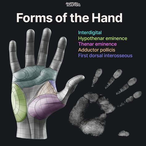 Anatomy Books For Artists, Forearm Anatomy, Animal Structure, Simplified Anatomy, Muscular Anatomy, 3d Wireframe, Anatomy For Sculptors, Human Anatomy Reference, Hand Anatomy