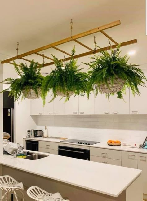 Hanging plants outdoor