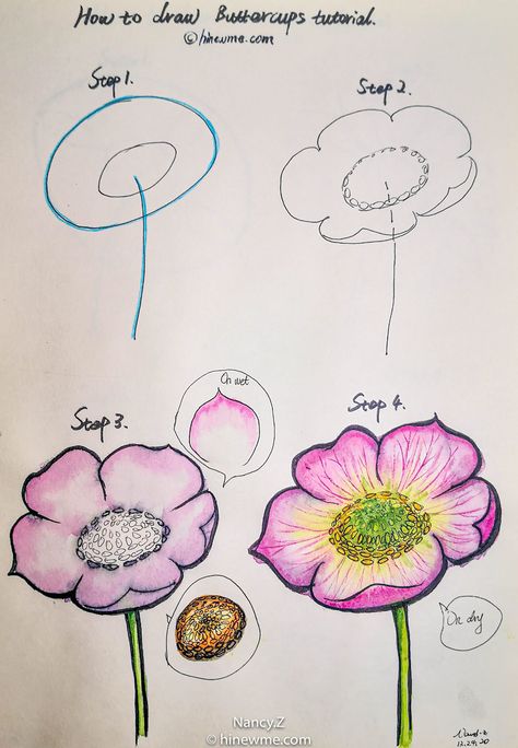 Watercolor Carnation, Circle Drawings, Botanical Doodles, Daisy Flower Drawing, Flower Sketch Pencil, Draw Plants, Trin For Trin Tegning, How To Draw Flowers, Flowers Sketch