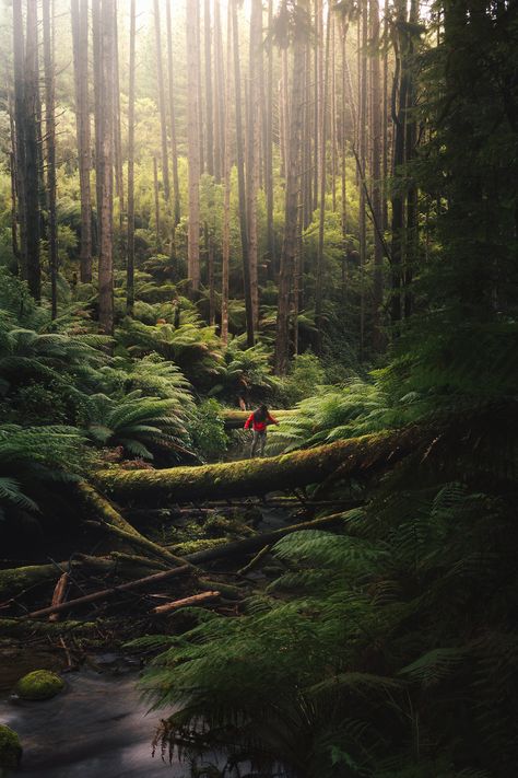 Redwood Tree Tattoo, California Nature, Magic Places, Redwood National Park, Mystical Places, Redwood Tree, Redwood Forest, Tree Tattoo, California Travel