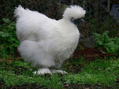 Black Silkie Chicken - beneath the wooly and fluffy silky feathers, they have blue skin, blue flesh and the bones are also blue.  This chicken is usually found in China, Asia but since Marco Polo visited China, he has brung the breed back to Europe.  They are very docile and make very good pets as well! ^-^ Black Silkie Chicken, Silkie Hen, Silkie Bantam, Chicken Facts, Fluffy Chicken, Bantam Chickens, Types Of Chickens, Fancy Chickens, Silkie Chickens