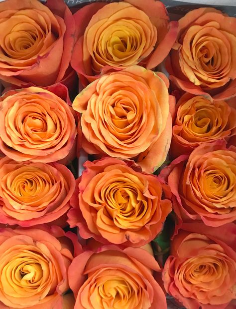 Confidential Rose Variety Rose Varieties, Fresh Cut Flowers, Orange Roses, Castle Wedding, Wedding Mood, Orange Flowers, Cut Flowers, Burnt Orange, Roses