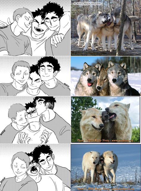 they're good dogs brent #Matsukawa #Iwaizumi #Hanamaki #hq Dogs As Humans Drawing, Matsukawa X Hanamaki, Cute Wolf Drawings, Nick Wilde, Haikyuu Funny, Anime Version, Laugh Out Loud, Haikyuu Fanart, Can't Stop Laughing