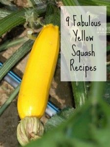 9 Fabulous Yellow Squash Recipes Fried Squash, Yellow Zucchini, Summer Squash Recipes, Yellow Squash Recipes, Healthy Plates, Yellow Summer Squash, Zucchini Squash, Squash Recipe, Yellow Squash