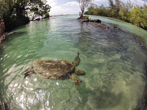 Adventure Takes Us: Hacks for University of Hawaii at Hilo Students living in Hilo Part I New Semester, Moving To Hawaii, Brand New Home, Traveling With Kids, Big Island Of Hawaii, University Of Hawaii, Island Of Hawaii, Hawaii Life, The Big Island