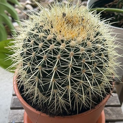 Golden Barrel Cactus by Altman Plants Fish Bone Cactus Flower, Yellow Cactus, Golden Rat Tail Cactus, Golden Barrel Cactus, Parodia Cactus, Barrel Cactus, Cactus Plants, Barrel, Cactus