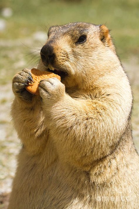 Stock Photos Funny, Ladakh India, Owl Cat, Prairie Dog, Funny Photo, Animal Totems, Soft Focus, Animal Sketches, Depth Of Field