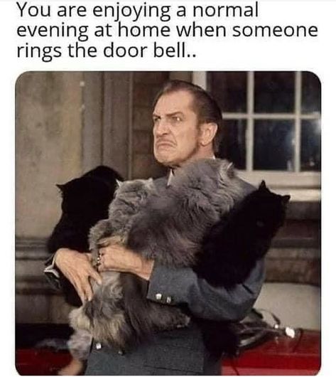 Image Positive, Vincent Price, Funny Animal Jokes, Animal Jokes, Cat Stuff, Crazy Cat, Makes Me Laugh, Crazy Cat Lady, Animal Memes