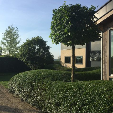 Smits Cloud Hedging: kant-en-klare wolkenplanten in iedere vorm Osmanthus Burkwoodii, Cloud Pruning, Carpinus Betulus, Beech Hedge, Tree Nursery, Hedges, Image Types, Google Images, Garden Design