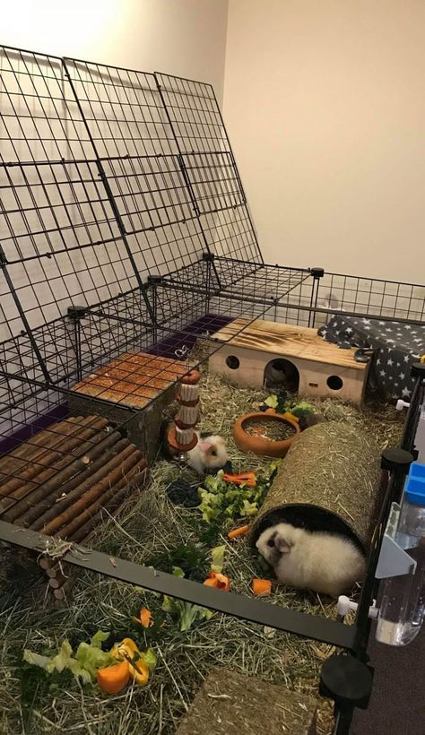 Ginipigs Cage, Guine Pig Cage, Guinea Pig C&c Cage Ideas, Guinea Pig Shed Ideas, C And C Guinea Pig Cage, Guinea Pig Enclosure Ideas, C C Cage Guinea Pigs Ideas, C&c Guinea Pig Cage Ideas, Guinea Pig Cage Ideas Indoor