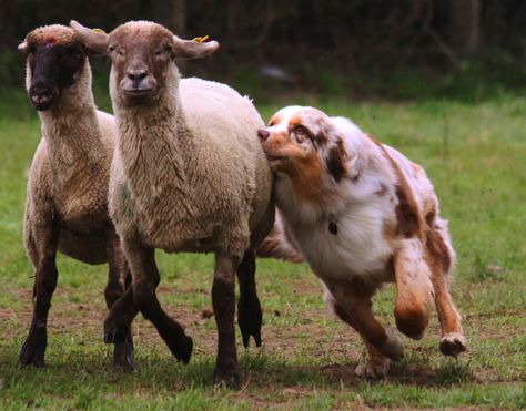 Australian Shepherd herding Working Australian Shepherd, Australian Shepherd Working, Australian Shepherd Herding, Australian Shepherd Red Tri, Merle Australian Shepherd, Pretty Dog, English Bull Terrier, American Shepherd, Aussie Shepherd