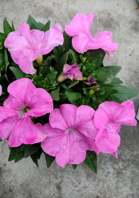 Petunias, Flowers, Floral, Pink, Quick Saves