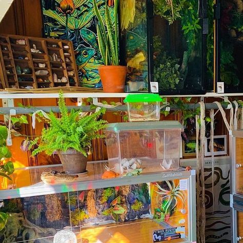 Tricia 🌿🌸🐢 on Instagram: "Good morning from the reptile room! I am considering taking a shelf down and stacking another zen habitat for Peaches... I can’t stop making changes! And I’m still waiting for Casper to finish quarantine to finish his setup and put him in his mansion 😅💕🌿 #reptileroom #zenhabitats #reptiles" Zen Habitat, The Reptile Room, Reptile Room, Making Changes, Finish Him, Still Waiting, Make A Change, A Shelf, Peaches