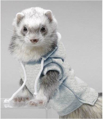 Ferrets In Sweaters, Ferret Clothes, Ferrets Care, Baby Ferrets, Funny Ferrets, Pet Ferret, Cute Ferrets, Fluffy Animals, Animal Photo