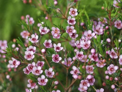 Wax flowers: Evergreen with long-lasting blooms - SFGate Vege Patch, Australian Trees, Drought Tolerant Perennials, Australian Natives, Native Gardens, Australian Native Garden, Flower Identification, Flower Colour, Wax Flower