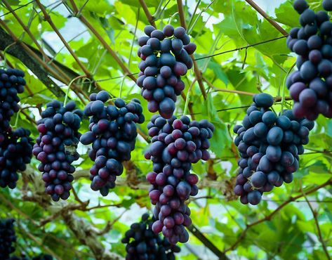 Grape Plant, Southern Garden, Victory Garden, Summer Harvest, Black Grapes, Handmade Plant, Growing Grapes, Grape Bunch, Tree Care