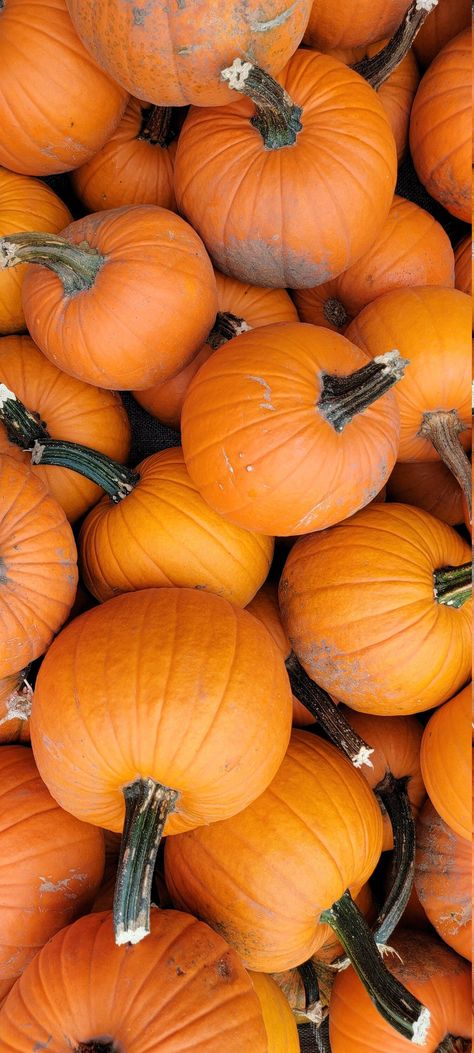 Pumpkins in a pile at a market in Door County Wisconsin | #Nature #Fall_Color_Backgrounds #Fall_Pumpkins_Wallpaper #Aesthetic_Fall_Wallpapers Fall Atheistic, Fall Apps, Autumn Collage, Candy Sleigh, Pumpkin Wallpaper, Door County Wisconsin, Cozy Fall Decor, Pumpkin Leaves, Hot Coco