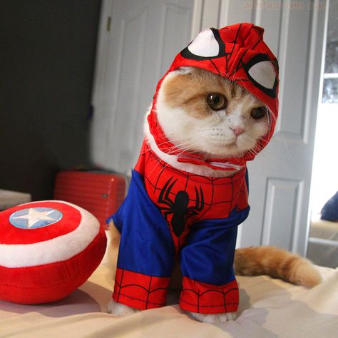 Spider Meown Cute Cat Costumes, Pet Psychic, Silly Cats Pictures, Cat Stuff, Cat Costumes, Cat Aesthetic, Silly Cats, Cute Animal Drawings, Cat Clothes