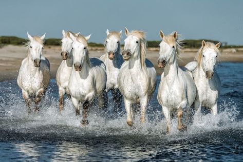 Seven Horses Painting, Horses Galloping, White Horse Painting, Camargue Horse, Horses Running, Painted Horses, Family Unit, Horse Galloping, Horse Wallpaper