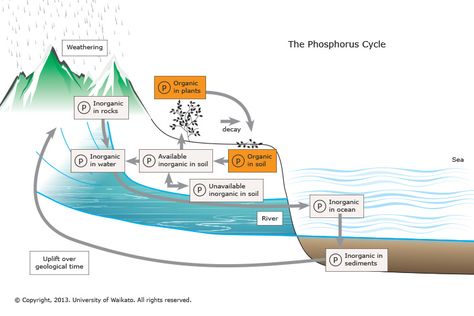 INFO SHEET - The Phosphorus Cycle - Phosphorus (P) is a chemical element that moves in a cycle through the ecosystem. It is essential for most life. Phosphorus is found in the soil and is then taken up by plants and animals. Phosphorus Cycle, Natural Plant Fertilizer, Nutrient Cycle, Ap Environmental Science, Fruit Infused Water Bottle, Science Learning, Learning Science, Applied Science, Environmental Science