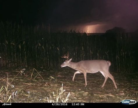 Trail cam Albino Moose, Camo Aesthetic, Header Background, Trail Cam, Trail Camera, Camera Photos, Brothers Grimm, Southern Gothic, Baby Goats