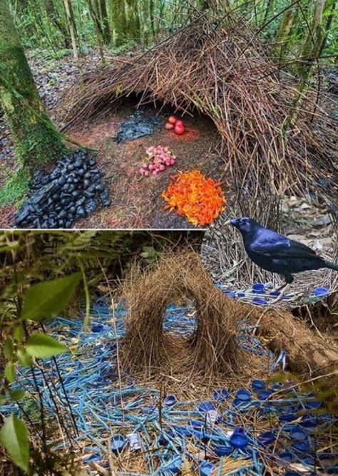 Male Bower birds create elaborate structures to attract potential mates by placing bright objects around their nest. Their favourite colour being blue. Bower Bird, Monumental Architecture, Bird Nest, Land Art, Nature Images, Bird Feathers, Bird Houses, Beautiful Birds, Bird Bath