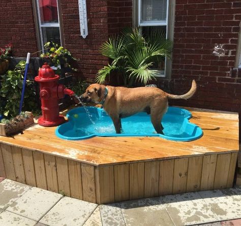 Doggie pool Backyard Dog Friendly, Dog Friendly Backyard Ideas, Bone Shaped Dog Pool, Pet Friendly Backyard, Dog Friendly Backyard, Dog Backyard, Dog Swimming Pools, Backyard Ideas On A Budget, Dog Yard