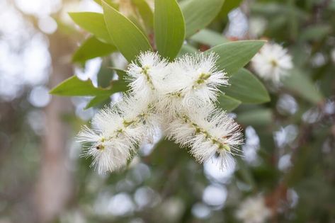 Melaleuca Quinquenervia, Melaleuca Tree, Canary Island Date Palm, Emerald Green Arborvitae, Essential Oils Collection, Tea Tree Essential Oil, Lavender Roses, Hardy Plants, Plant Nursery