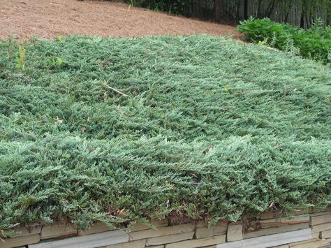 Juniperus horizontalis 'Procumbens' / Juniperus horizontalis 'Procumbens' - OnlinePlantGuide.com 4528 Creeping Juniper, Juniper Shrub, Ground Cover Plants, Green Roof, Ground Cover, Backyard Design, Yard Landscaping, Live Plants, Front Yard Landscaping