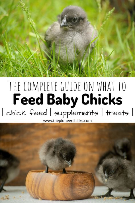 Chick Feeding Guide- What to Feed Baby Chicks - The Pioneer Chicks What To Feed Chicks By Age, Chick Starter Guide, What Can Baby Chicks Eat, Chick Enrichment Ideas, What To Feed Baby Chicks, Raising Baby Chicks Inside, Chick Enrichment, Chick Brooder Ideas, Chicken Feed Diy