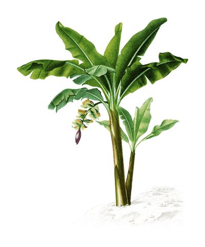 Musa Banana, Banana Plant, Jungle Mural, Grass Painting, Tropical Illustration, Jungle Illustration, Photo Frame Wallpaper, Free Illustration Images, Tree Sketches