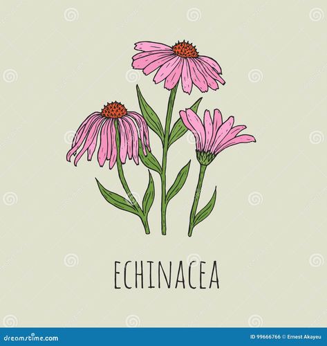 Detailed botanical drawing of elegant pink echinacea flowers growing on green stems. Beautiful blossoming plant hand drawn in vintage style. Floral decorative element. Natural vector illustration Echinacea Flower, Botany Illustration, Narcissus Flower, Botanical Drawing, Flowers Growing, Floral Cards Design, Plant Vector, Hand Drawn Vector Illustrations, Vintage Drawing