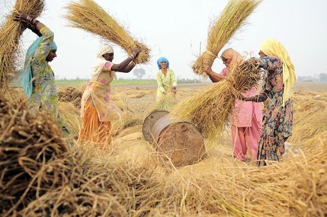 UNDP Program to Benefit 14,000 Nepali Farmers #FarmerTrainingProgram #FoodSecurity #GovernmentOfNepal #NepalAgricultureMarket #NepalAgriculture #NepalDevelopmentGoals #NepalSustainableDevelopment Crop Production And Management, Crop Production, Agricultural Practices, Food Security, Soil Health, Change Image, International Day, Developing Country, Change The World