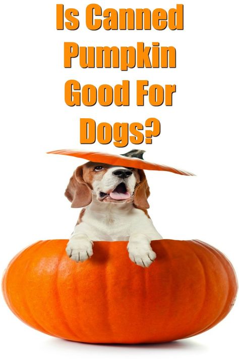 Canned pumpkin can be a nice addition to a dog's diet when given in moderation. It can also be used to make healthy baked and frozen dog treats. Canned pumpkin is low in fat and high in fiber and other good nutrients. Is Canned Pumpkin Good For Dogs? - My Brown Newfies Canned Pumpkin For Dogs, Can Dogs Eat Pumpkin, Constipated Dog, Holistic Dog Care, Pretty Pets, Frozen Dog Treats, Frozen Pumpkin, Dogs Tips, Pet Nutrition