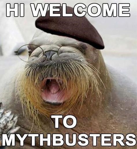 Today's Myth: Jamie Hyneman is Actually a Walrus Funny Animals With Captions, Myth Busted, Picture Captions, Funny Animal Pictures, An Animal, Bones Funny, Funny Cute, Funny Dogs, Make Me Smile