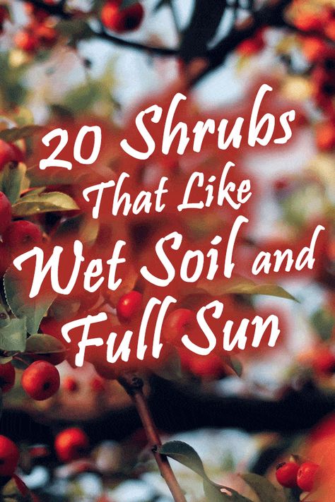 20 Shrubs That Like Wet Soil And Full Sun - Garden Tabs Wet Lawn Solutions, Water Loving Shrubs, Wet Soil Plants Perennials, Plants For Wet Soil, Trees That Like Wet Soil, Landscaping For Wet Areas Backyards, Plants That Like Wet Soil, Plants For Wet Areas Backyards, Evergreen Shrubs Full Sun