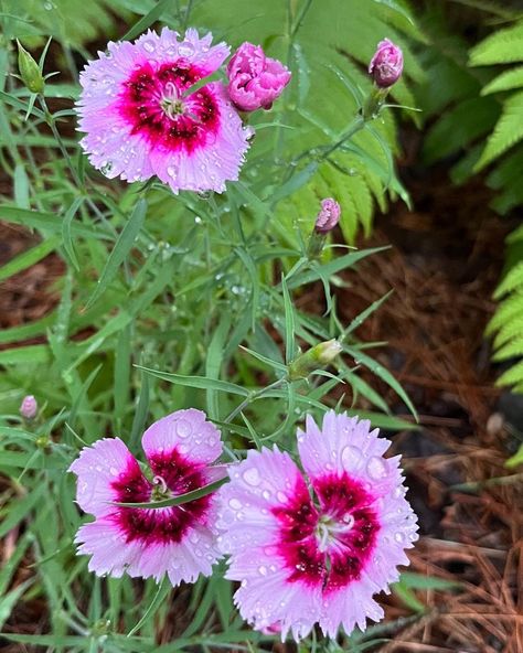 Embrace your inner gardener – we're diving into the world of Dianthus Chinensis, exploring the secrets of growing these enchanting blossoms. From understanding their unique needs and preferences, to ensuring an everlasting display of color, our comprehensive guide will equip you with all the knowledge you need to create the perfect home haven for your Dianthus Chinensis. Dianthus Chinensis, Dianthus Flowers, Deadheading, Different Types Of Vegetables, Different Types Of Flowers, Organic Fertilizer, Garden Soil, Flower Plant, Types Of Flowers