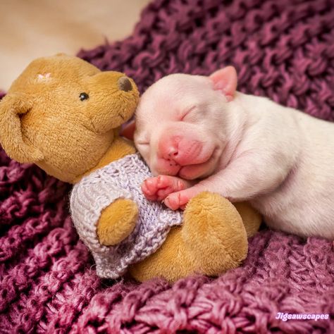 Newborn Puppy Photoshoot Ideas, Puppy Photoshoot Ideas, Puppy Photoshoot, Newborn Puppy, Cute Puppy Photos, Puppy Photography, Puppy Mom, Newborn Puppies, Shiba Inu Puppy