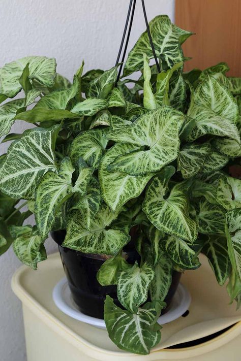 If you're looking for an easy care, stunning foliage plant, look no further than arrowhead vine. These versatile plants can be used in dish gardens, terrariums, and hanging pots. Learn how to grow and care for arrowhead vines now on Gardener's Path. #arrowheadplants #houseplants #gardenerspath Arrow Plant Care, Foliage Plants Indoor, Arrowhead Plant Care, Arrowhead Plant Varieties, Arrow Plant, Heart Leaf Philodendron Propagation, Arrowhead Vine Houseplant, Vine House Plants, Beautiful Indoor Plants