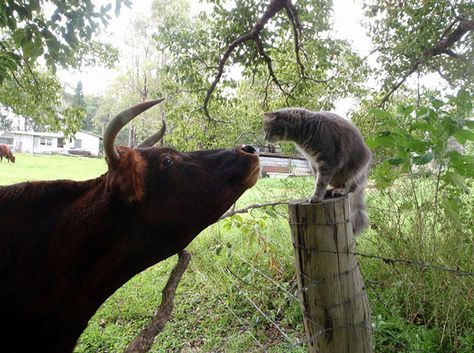 Reminds me of a Siamese kitten I had that used to try to swat the cows to chase them away. Cat And Cow, Curious Cat, Funny Cats And Dogs, Pet Odors, Cat Boarding, Funny Cat Memes, The Funny, Silly Cats, Animals Of The World