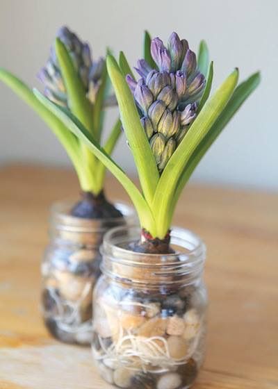 Forced bulbs in mason jars <3 <3 <3 Bulbs In Water, Forced Bulbs, Hyacinth Bulbs, Growing Bulbs, Tulip Bulbs, Root Growth, How To Grow Taller, Bulb Flowers, Water Flowers